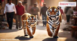 Tiger and tigress movement in population area in Sawai Madhopur