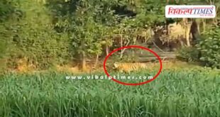 Tiger came to Kutalpura village from Ranthambore national park