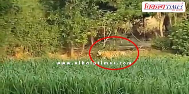 Tiger came to Kutalpura village from Ranthambore national park