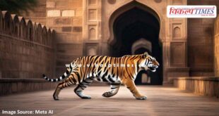 Tiger movement again in Ranthambore Fort Sawai Madhopur