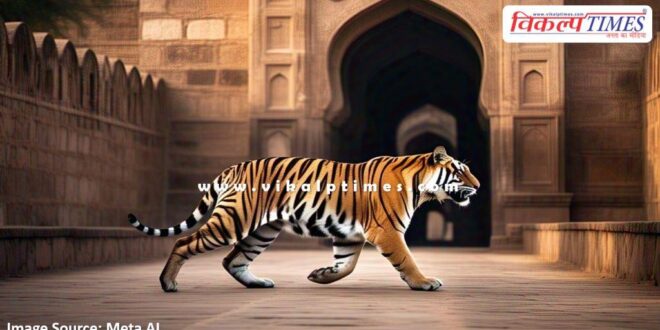 Tiger movement again in Ranthambore Fort Sawai Madhopur