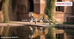 Tiger movement in Ranthambore fort once again