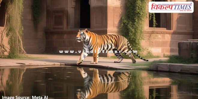 Tiger movement in Ranthambore fort once again