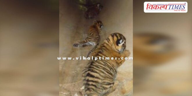 Tigress T-2302 gave birth to cubs in Ranthambore National Park
