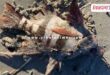 marine animals coast South Australia News 14 May 25