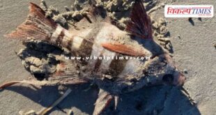 marine animals coast South Australia News 14 May 25
