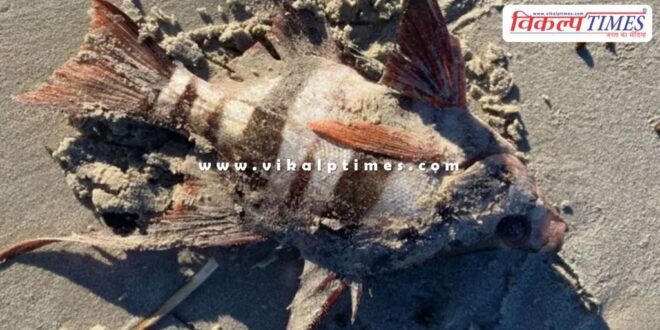 marine animals coast South Australia News 14 May 25