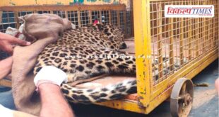 panther entered in populated ared phalodi sawai madhopur