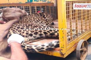 panther entered in populated ared phalodi sawai madhopur