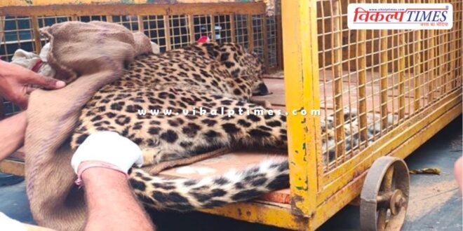 panther entered in populated ared phalodi sawai madhopur