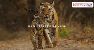 A tigress and four cubs Malai Mahadeshwara Wildlife Sanctuary
