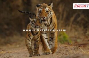 A tigress and four cubs Malai Mahadeshwara Wildlife Sanctuary