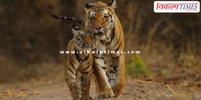 A tigress and four cubs Malai Mahadeshwara Wildlife Sanctuary