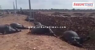 Buffalo Electric Shock Kaithoon Kota News 17 June 25