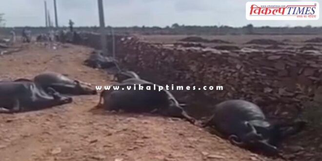 Buffalo Electric Shock Kaithoon Kota News 17 June 25