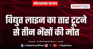 Buffalo Malarna Dungar News Sawai Madhopur 27 June 25