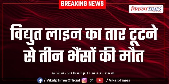 Buffalo Malarna Dungar News Sawai Madhopur 27 June 25