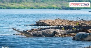 Chambal Safari closed in National Chambal Gharial Sanctuary Palighat