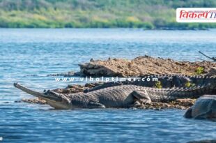 Chambal Safari closed in National Chambal Gharial Sanctuary Palighat