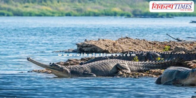 Chambal Safari closed in National Chambal Gharial Sanctuary Palighat
