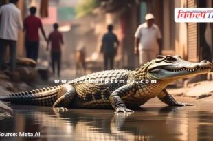 Crocodile came out of the canal and onto the road in kota