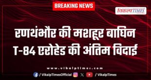 Last farewell to Ranthambore's famous tigress T-84 Arrowhead