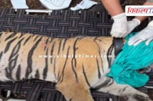 Ranthambore tigress RBT-2508 shifted to Ramgarh Vishdhari Tiger Reserve in Bundi