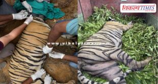 Ranthambore Tigress Kanakati RBT 2507 sent to Mukundra Tiger Hills