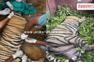 Ranthambore Tigress Kanakati RBT 2507 sent to Mukundra Tiger Hills