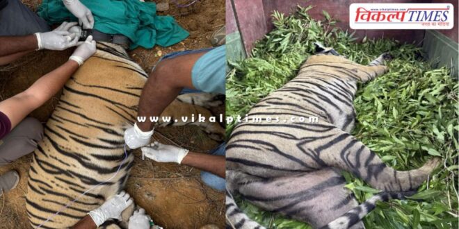 Ranthambore Tigress Kanakati RBT 2507 sent to Mukundra Tiger Hills