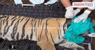 Ranthambore tigress RBT-2508 was tranquilized and sent to Ramgarh Vishdhari National Park Bundi