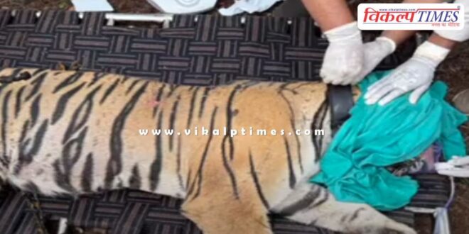 Ranthambore tigress RBT-2508 was tranquilized and sent to Ramgarh Vishdhari National Park Bundi