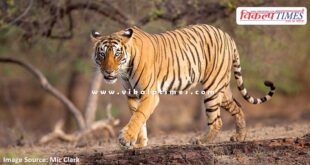 Sad news from Ranthambore, famous tigress T-84 Arrowhead passes away