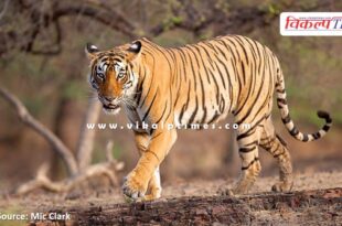 Sad news from Ranthambore, famous tigress T-84 Arrowhead passes away