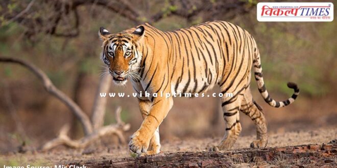 Sad news from Ranthambore, famous tigress T-84 Arrowhead passes away