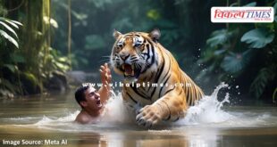 Tiger Ranthambore forest News Sawai Madhopur 13 June 2025
