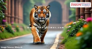 Tiger movement again on Trinetra Ganesh temple road