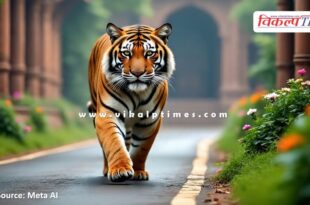 Tiger movement again on Trinetra Ganesh temple road