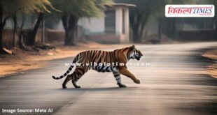 Tiger movement in Sherpur helipad area in sawai madhopur