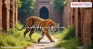 Tiger movement once again in Ranthambore Fort Sawai Madhopur