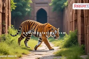 Tiger movement once again in Ranthambore Fort Sawai Madhopur