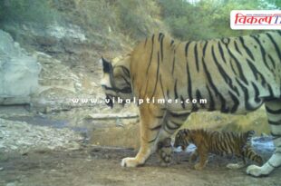 Tigress MT-6 gave birth to a cub in Mukundra Tiger Reserve Kota