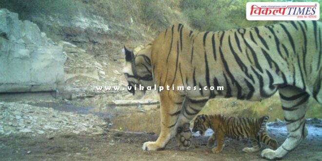 Tigress MT-6 gave birth to a cub in Mukundra Tiger Reserve Kota