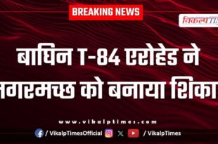 Tigress T-84 Arrowhead Ranthambore Forest Crocodile News 16 June 25