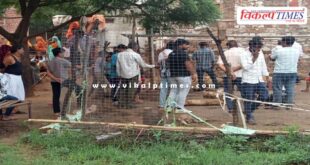 sheep wildlife animals gangapur city sawai madhpur news 28 June 25