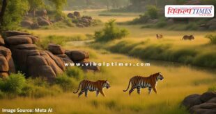 5 zones of Ranthambore National Park will be closed for 3 months from today