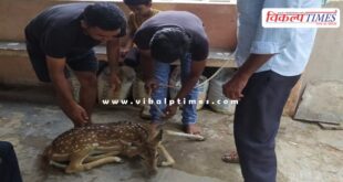 A baby deer came out of the forest and onto the road in sawai madhopur