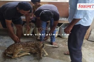 A baby deer came out of the forest and onto the road in sawai madhopur