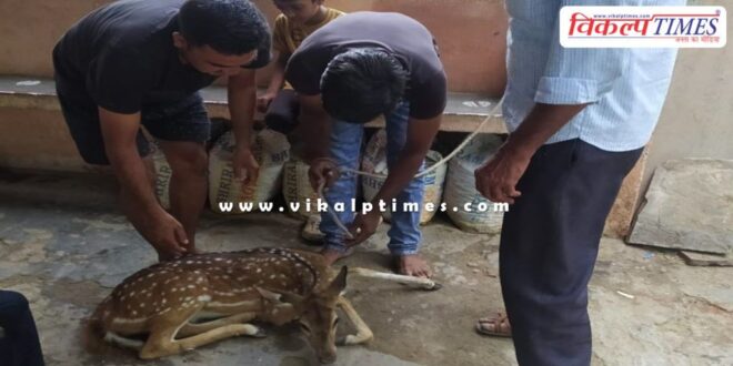 A baby deer came out of the forest and onto the road in sawai madhopur