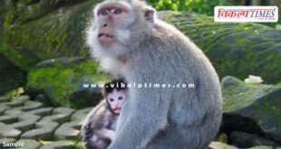 Bandipur Tiger Reserve Monkey Karnataka News 04 July 25